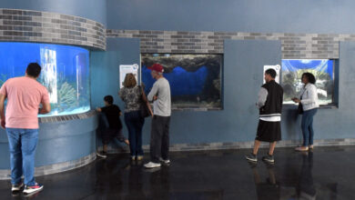 El Acuario Nacional recibe los primeros visitantes luego de su remozamiento.